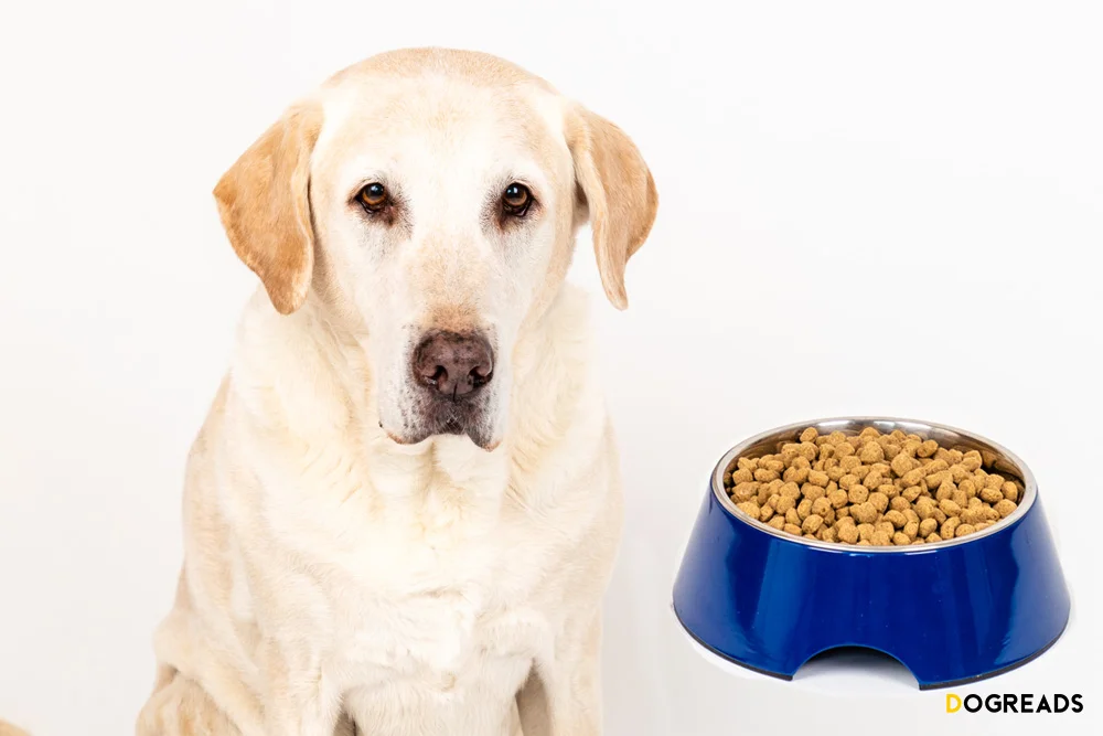 Can Dogs Eat Chickpeas?