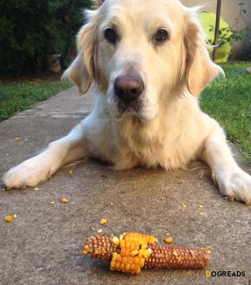 Can Dogs Eat Corn? Benefits of Corn in Canine Nutrition