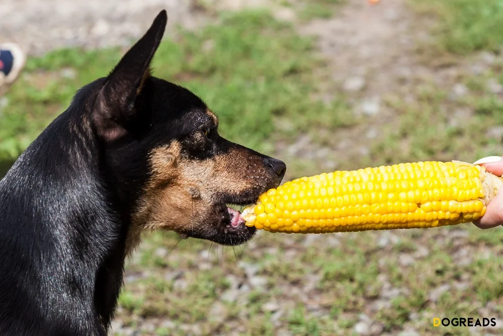 Can Dogs Eat Corn