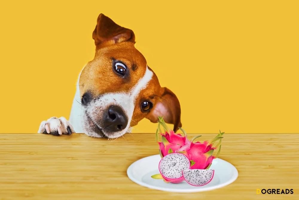 Can Dogs Eat Dragon Fruit