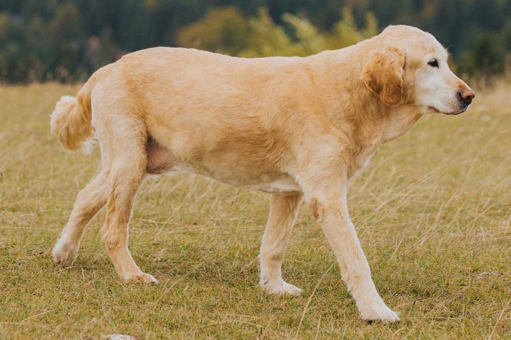 Golden Mountain Dog All-Rounder Affection and Friendliness