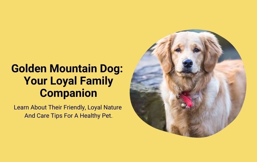 Golden Mountain Dog Your Loyal Family Companion