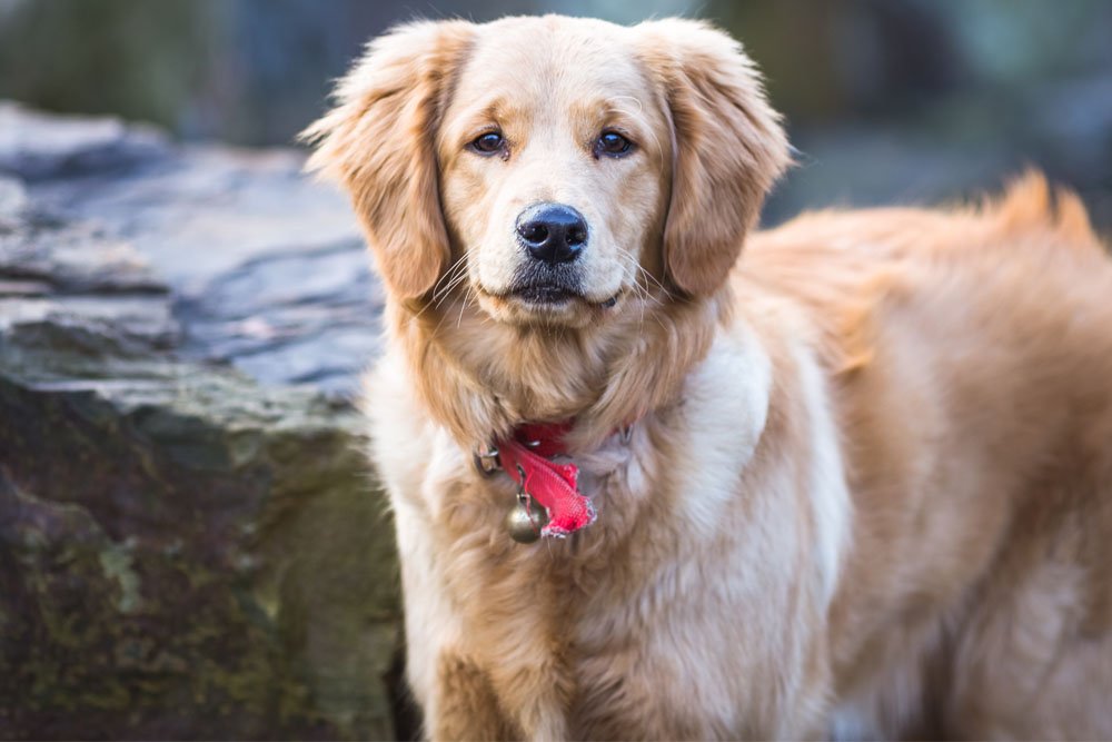 Golden Mountain Dog