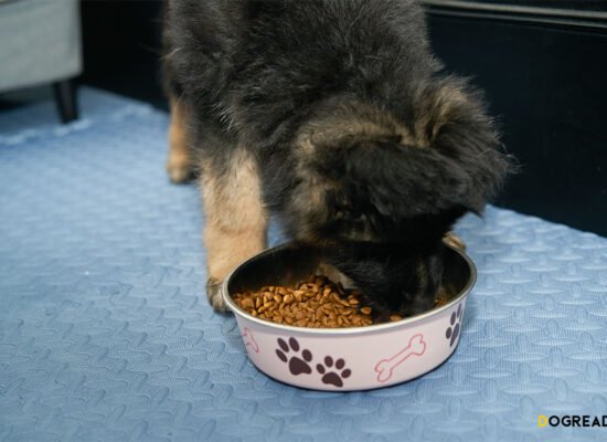 How to Choose the Best Dog Food for Allergies A Step-by-Step Guide