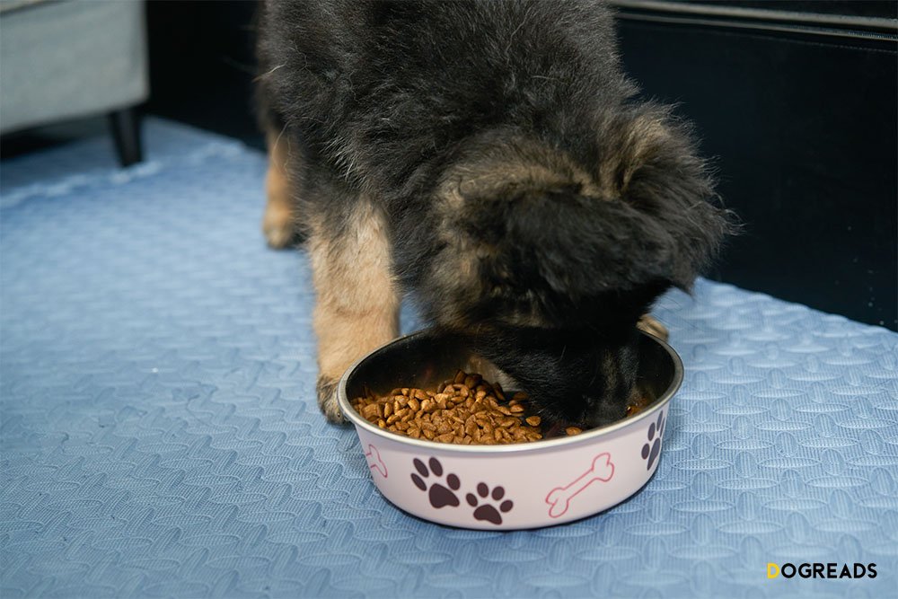 How to Choose the Best Dog Food for Allergies A Step-by-Step Guide