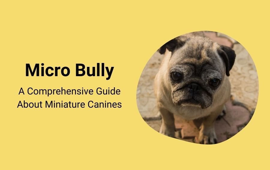 Micro Bully A Comprehensive Guide About Miniature Canines