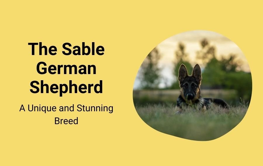 The Sable German Shepherd A Unique and Stunning Breed