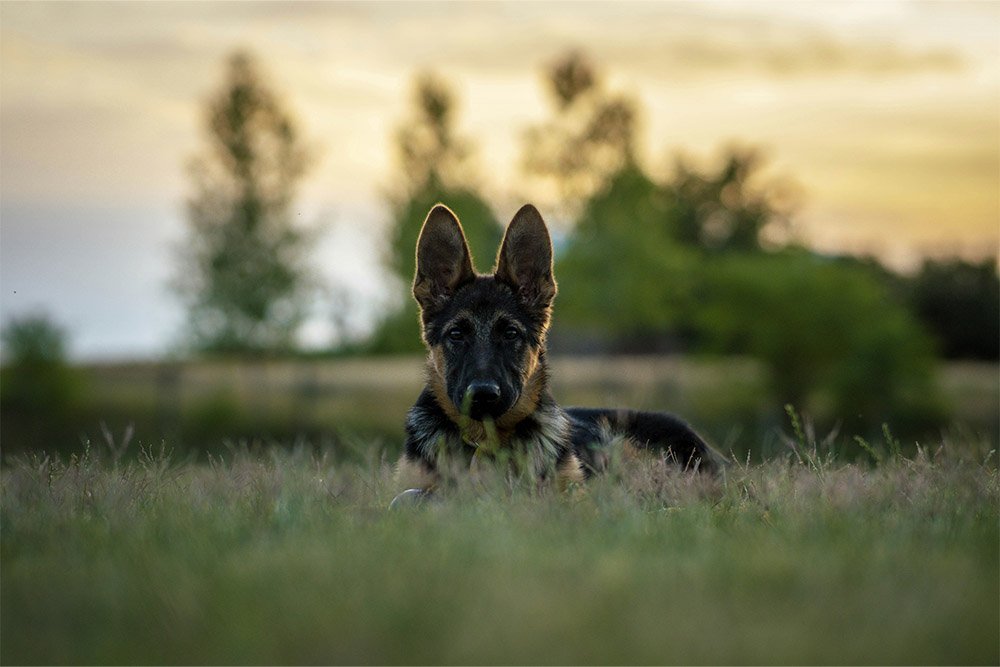 The Sable German Shepherd