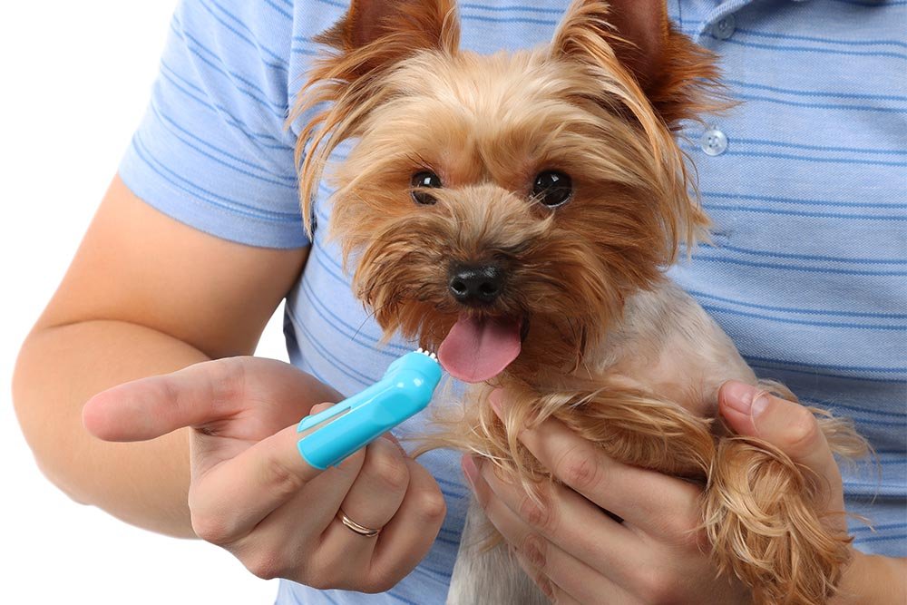 5 Best Dental Wipes for Dogs in 2024