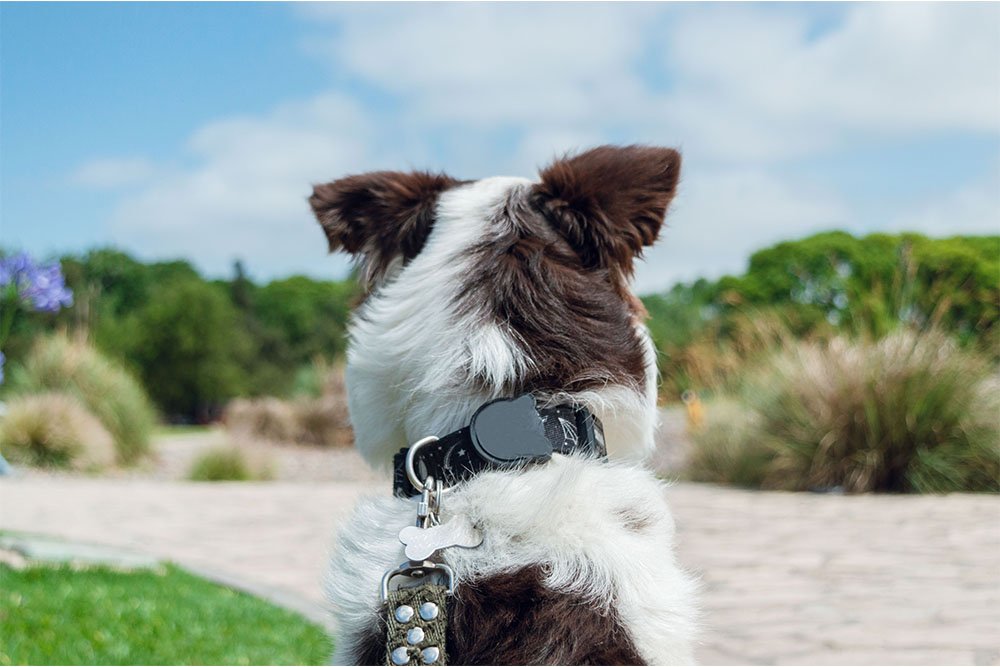 5 Best Dog Bark Collars Reviews and Top Picks by Experts