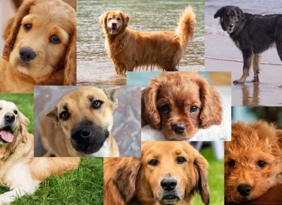 8 Most Popular Golden Retriever Mix You Will Obsessed With