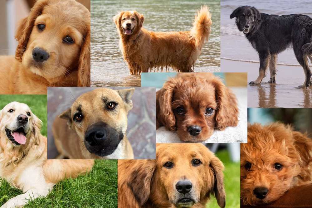 8 Most Popular Golden Retriever Mix You Will Obsessed With