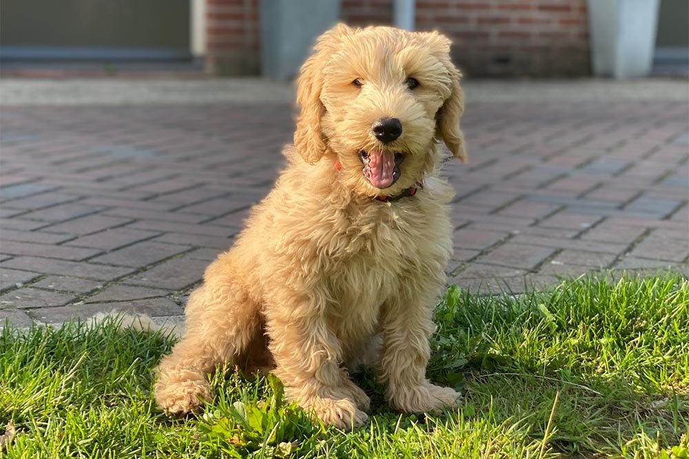 Are mini F1b Goldendoodle easy to train