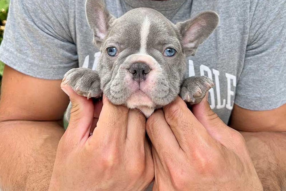 Attributes and Personality of Lilac Frenchie Bulldog