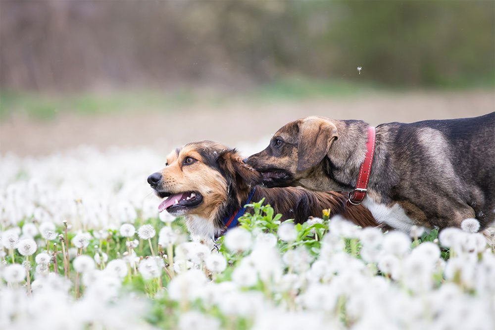 Can Dogs Be Gay or Lesbian The Surprising Truth of Bisexuality