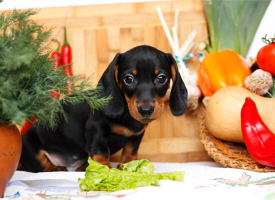 Can Dogs Have Kale Nutritional Benefits and Side Effects