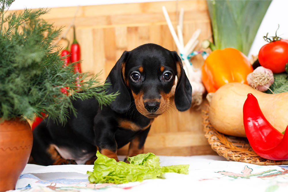 Can Dogs Have Kale Nutritional Benefits and Side Effects