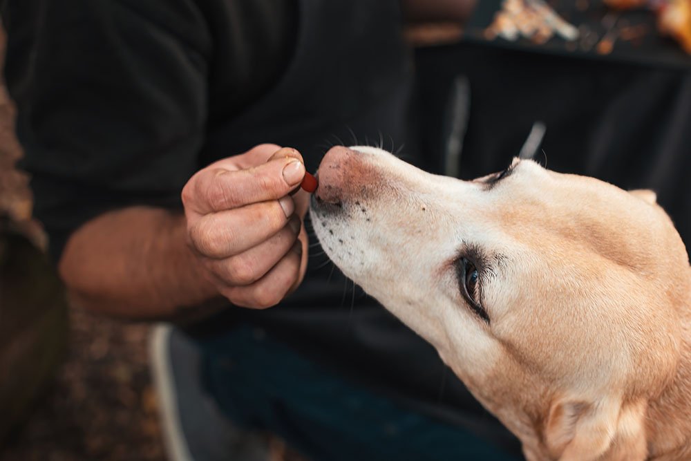 Dog Ate Gum Is it Dangerous Vet Approved Precautions