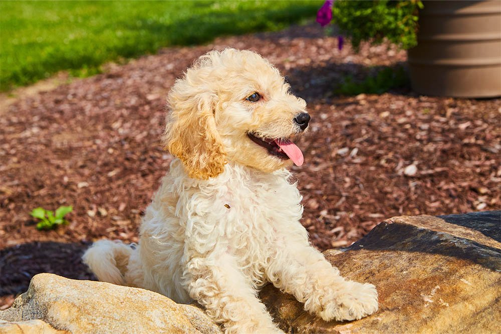 F1b Mini Goldendoodle A Perfect Miniature Fluffy For Families