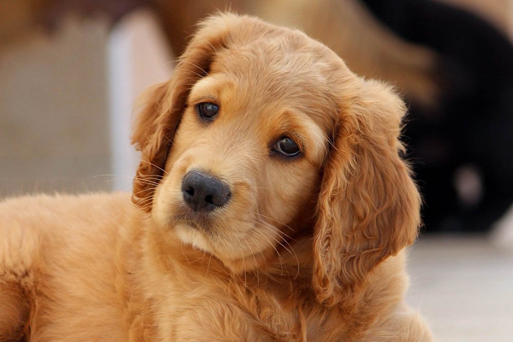 Golden-Cocker-Retriever