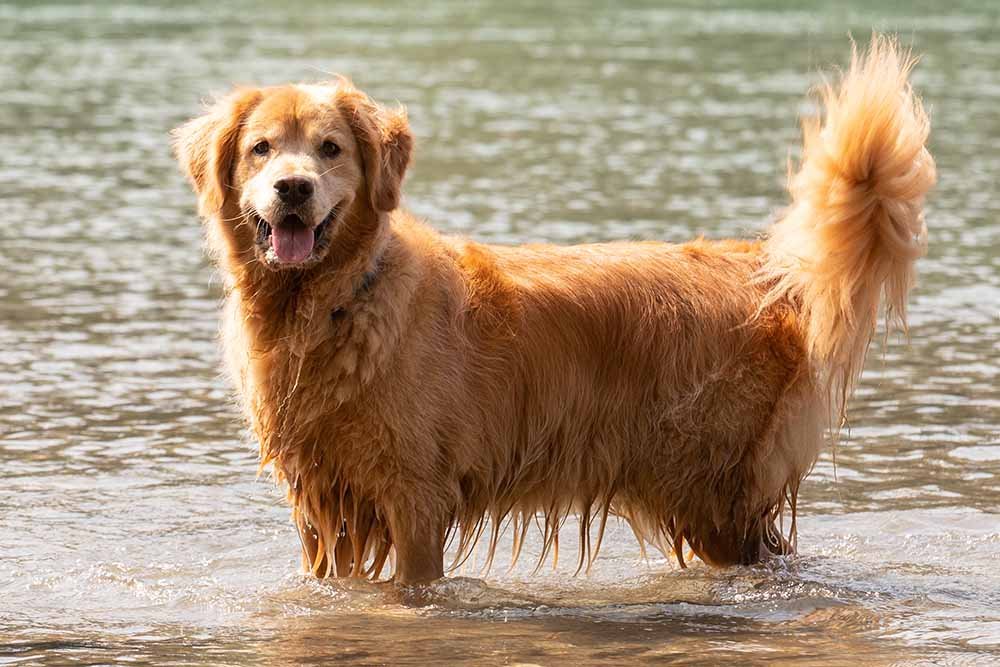 Golden-Dox