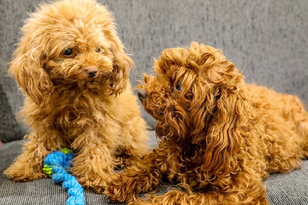 Goldendoodle Colors and patterns Detail Guide to Their Unique Coat