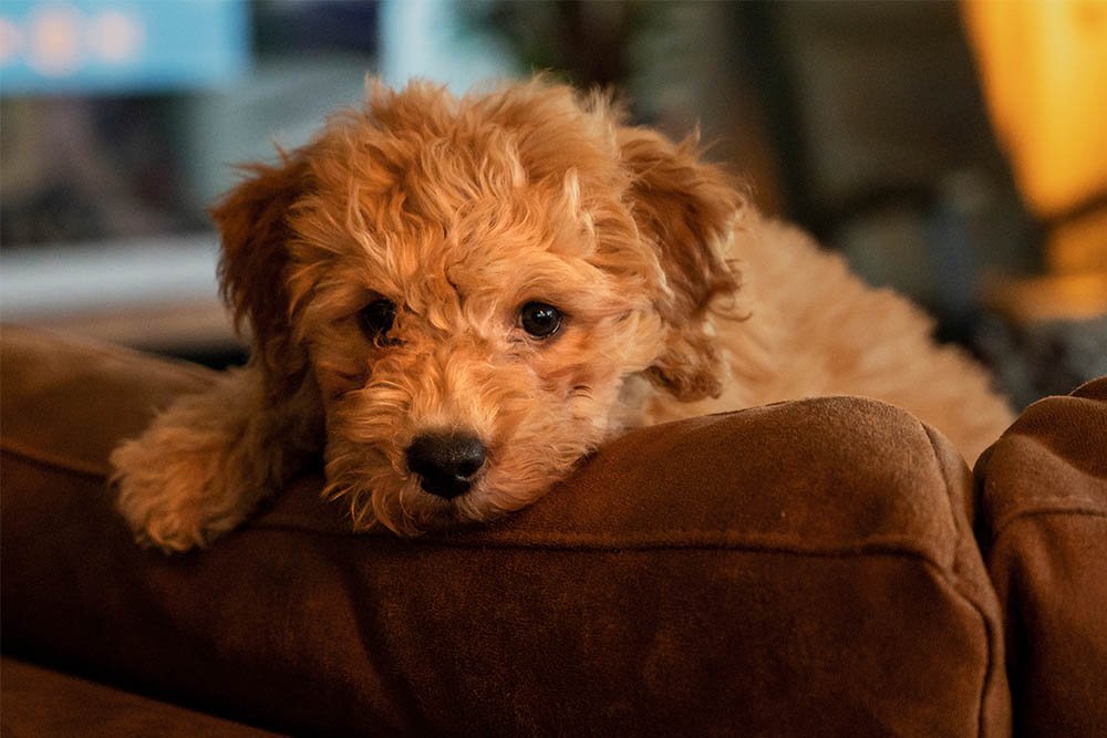 Goldendoodle