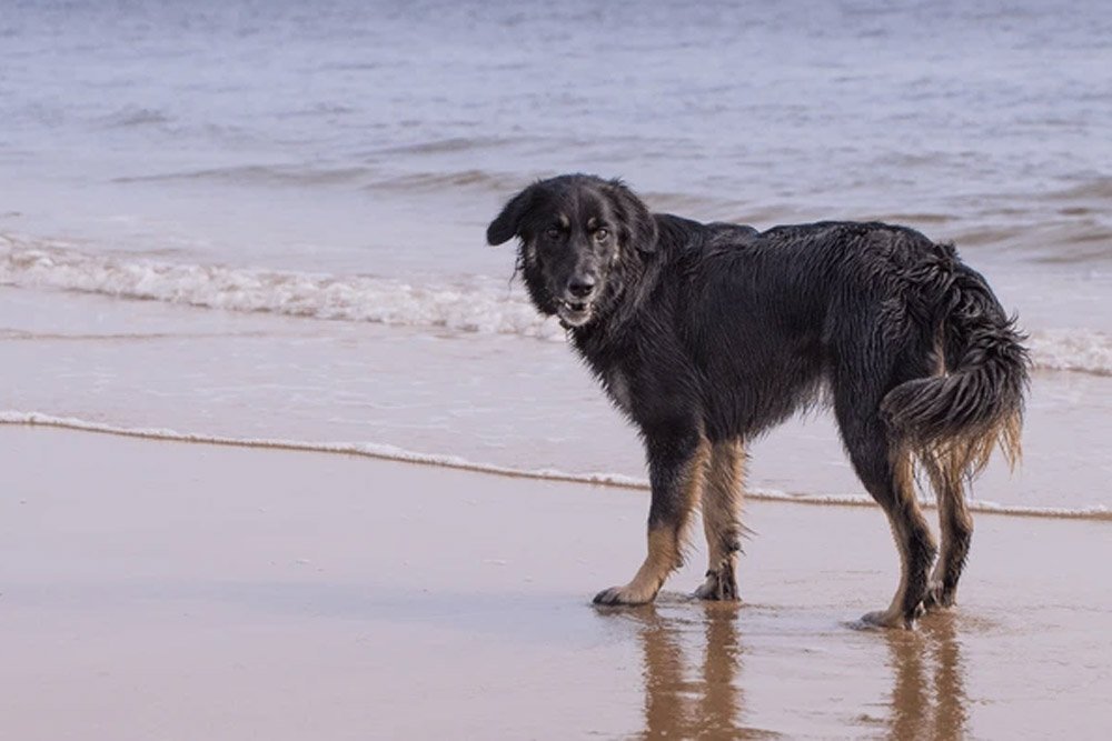 Gollie-A-Blend-of-Golden-Retriever-and-Collie-Mix