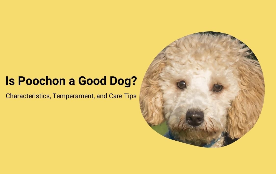 Is Poochon a Good Dog Surprising Facts and Characteristics