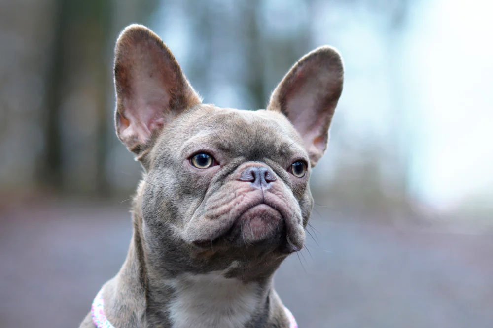 Lilac Frenchie Bulldog Hidden Facts You Should Know