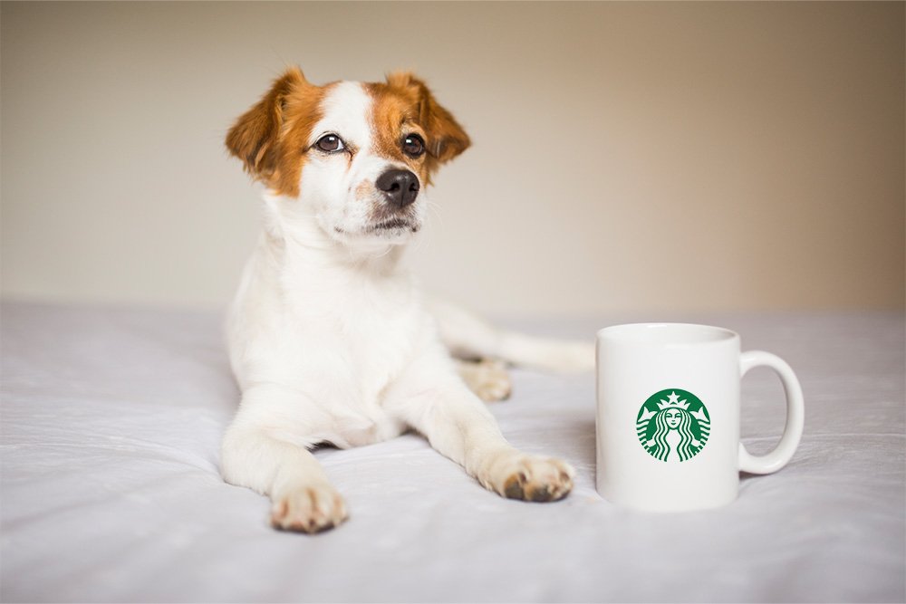 Pup Cup Is it safe for Dogs Starbucks Puppuccino Secret