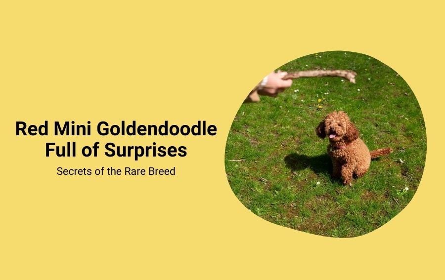 Red Mini Goldendoodle Full of Surprises Secrets of the Rare Breed