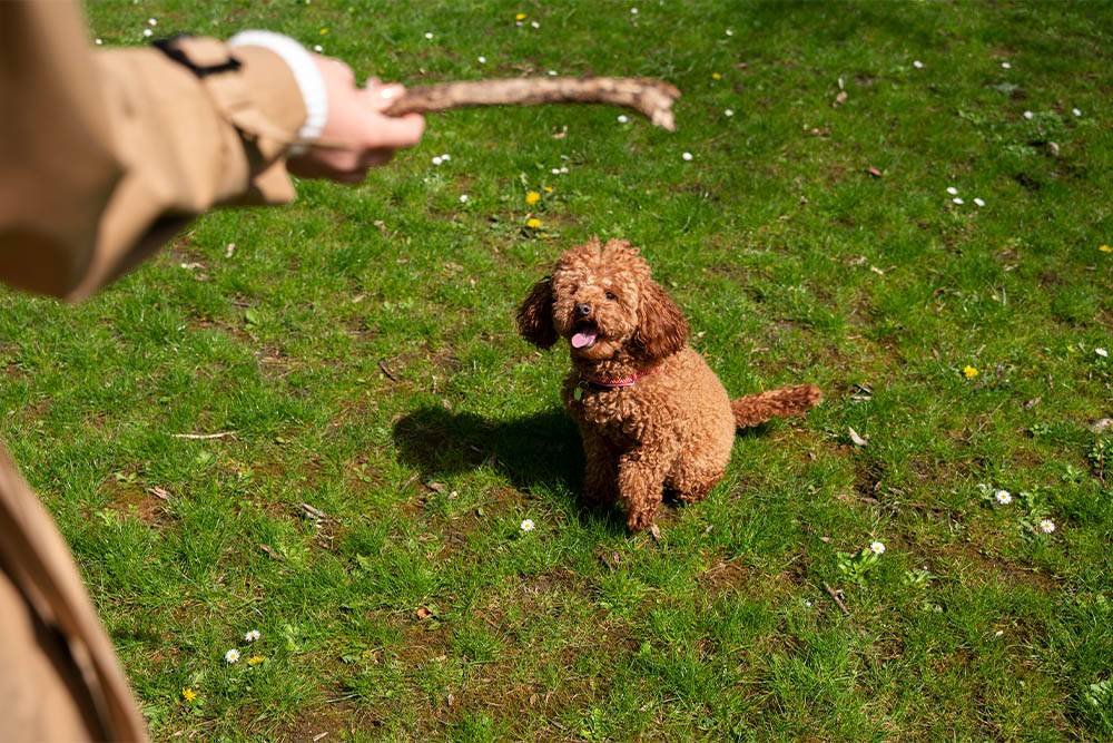 Red Mini Goldendoodle