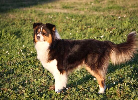 Red Tricolor Australian Shephard Surprising Facts and Origin