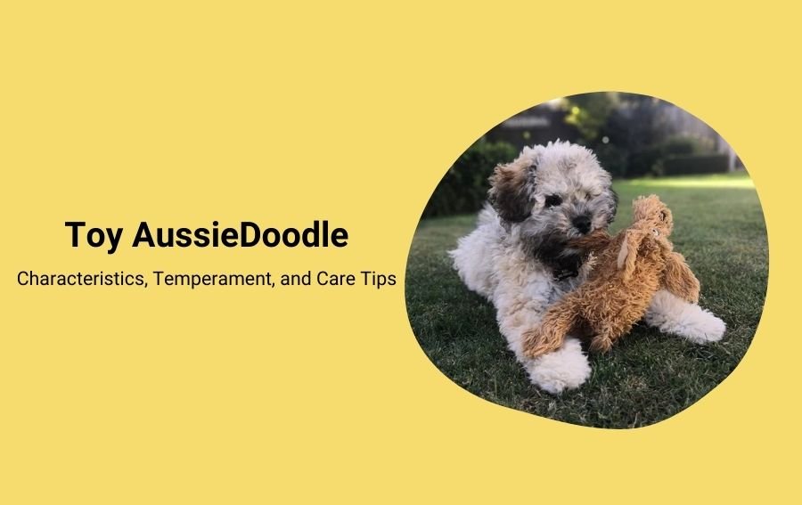 Toy AussieDoodle Characteristics, Temperament, and Care Tips