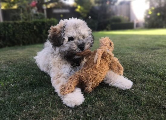 Toy AussieDoodle