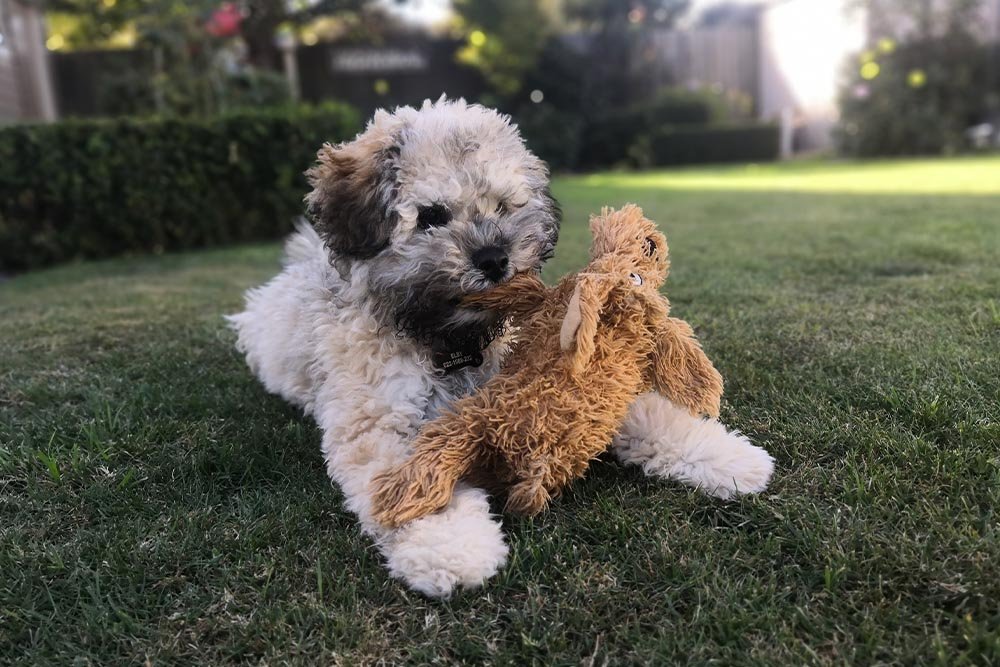 Toy AussieDoodle