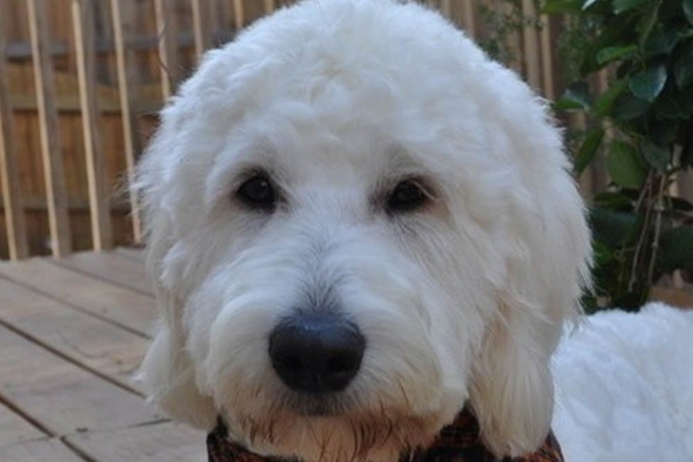 Understanding the White Goldendoodle Breed