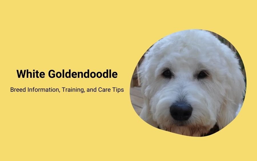 White Goldendoodle Breed Information, Training, and Care Tips