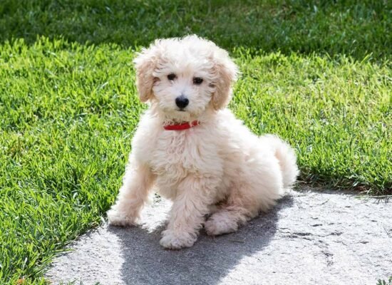 White Goldendoodle