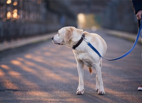 Why You Got Peed on by Dog Causes and Precaution Tips