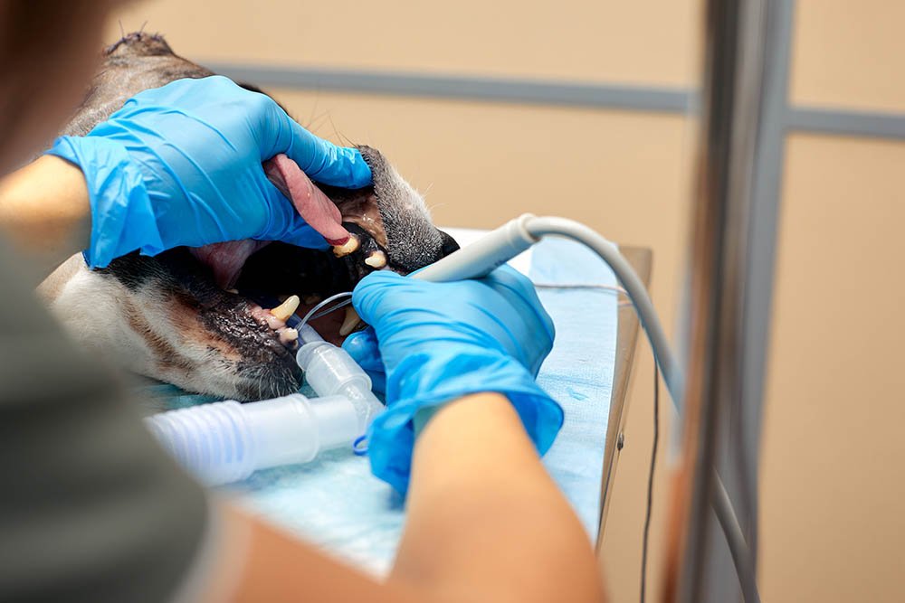 Avoid Dog Teeth Removal Home Care Tips