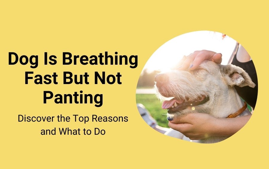 Dog Is Breathing Fast But Not Panting - Top Reasons