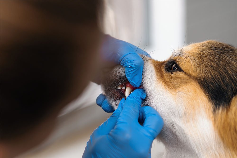 Dog Tooth Extraction Cost in 2024 Breakdown and Care Tips