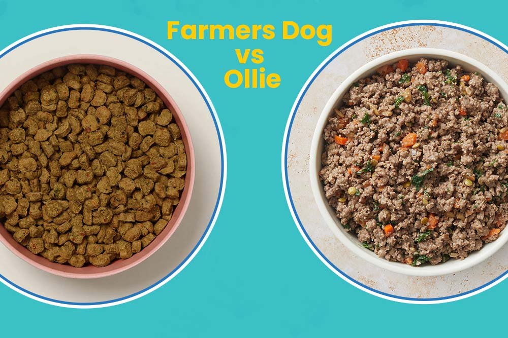 Farmers Dog vs Ollie