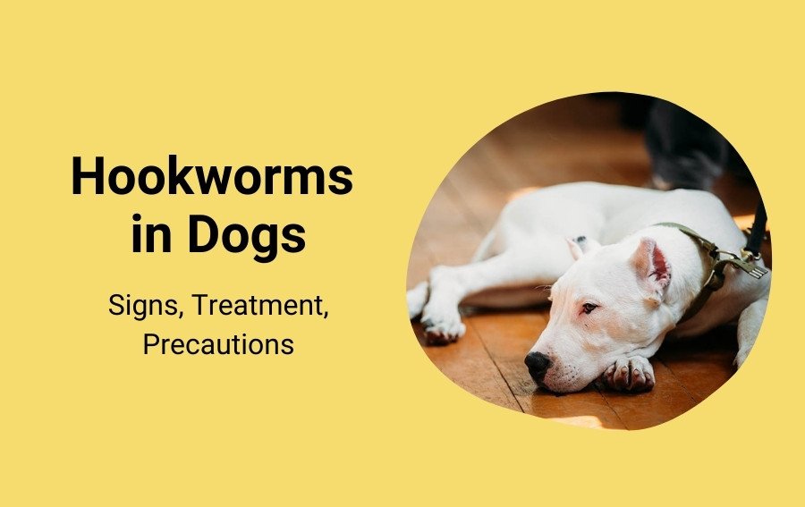 Hookworms in Dogs Signs, Treatment, Precautions