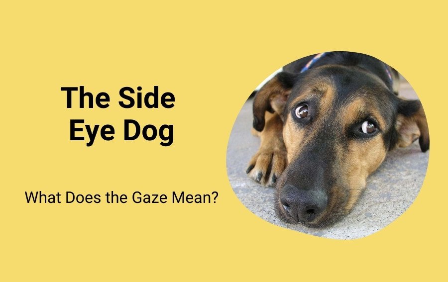 The Side Eye Dog What Does the Gaze Mean