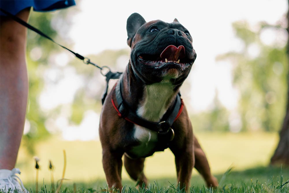 What should you Consider before adopting Pocket Bully