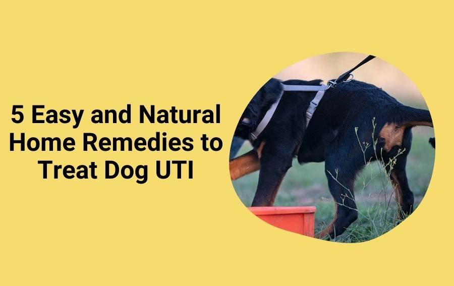 5 Easy and Natural Home Remedies to Treat Dog UTI