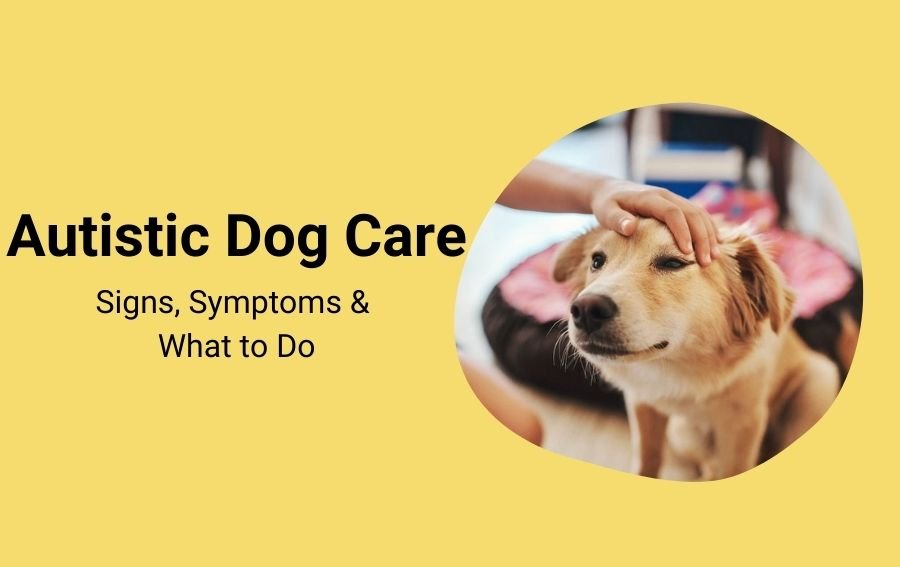 Autistic Dog Care Signs, Symptoms & What to Do